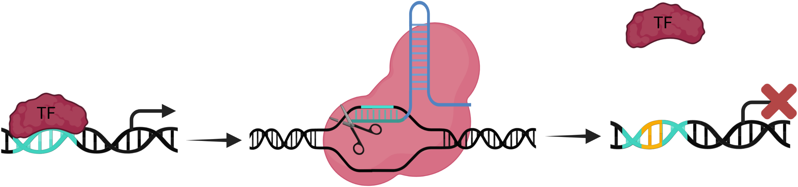 cas9