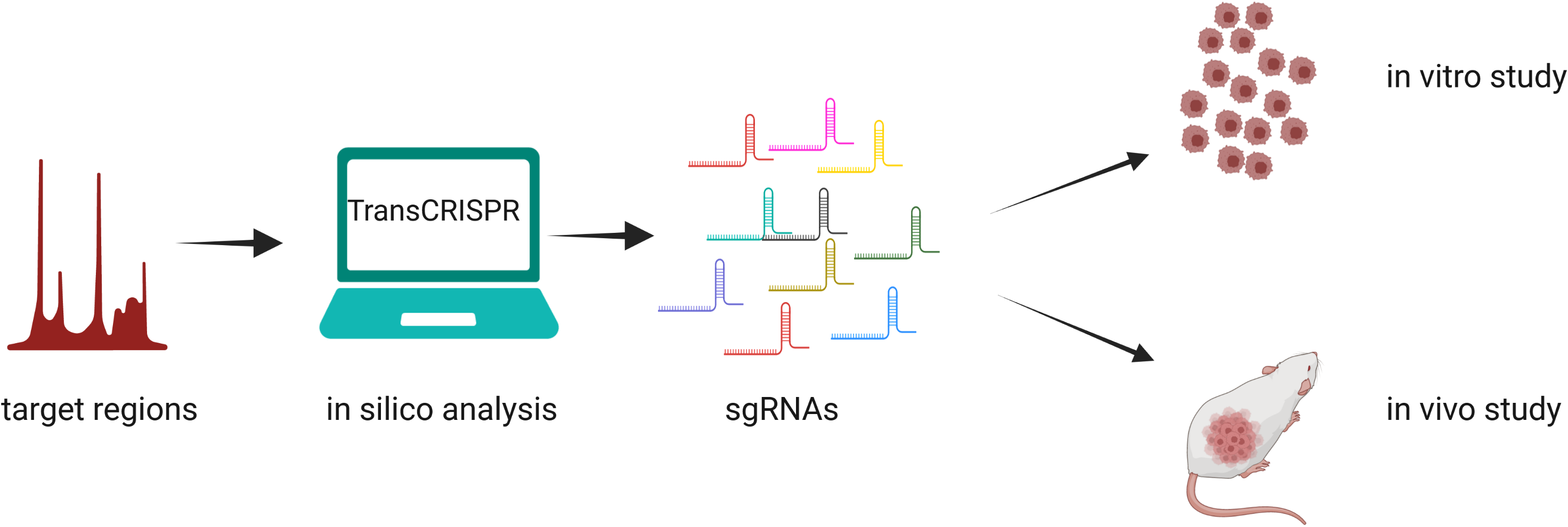 in silico analysis